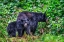 Picture of BLACK BEAR ADULT AND CUB-ANAN CREEK-WRANGELL-ALASKA-USA