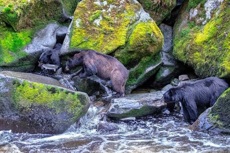 Picture of BLACK BEAR-SALMON RUN-ANAN CREEK WRANGELL-ALASKA-USA