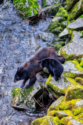 Picture of BLACK BEAR ADULT AND CUB-ANAN CREEK-WRANGELL-ALASKA-USA