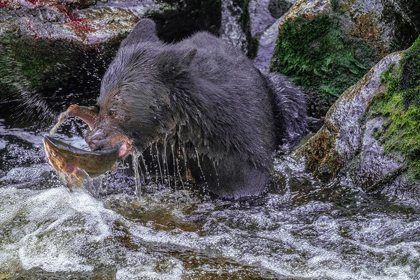 Picture of BLACK BEAR-SALMON RUN-ANAN CREEK WRANGELL-ALASKA-USA