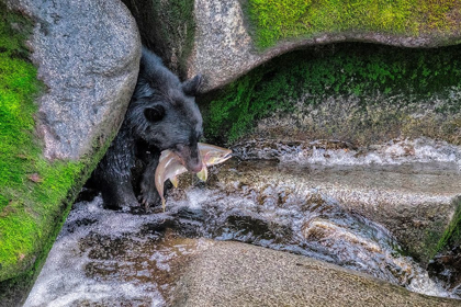 Picture of BLACK BEAR-SALMON RUN-ANAN CREEK WRANGELL-ALASKA-USA