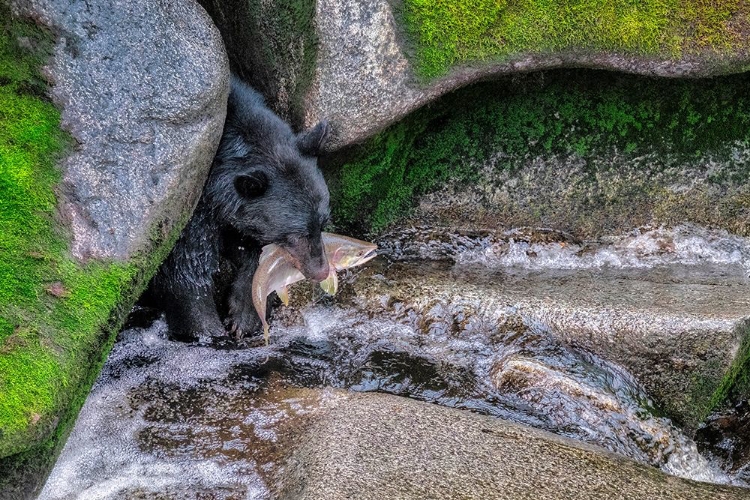 Picture of BLACK BEAR-SALMON RUN-ANAN CREEK WRANGELL-ALASKA-USA