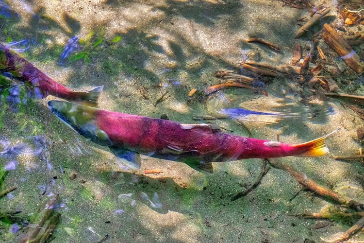 Picture of PINK SALMON-JUNEAU-ALASKA-USA