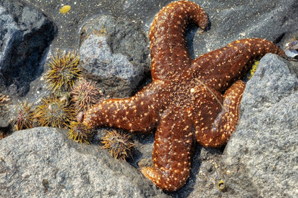 Picture of SEA STAR-TIDAL POOL-JUNEAU-ALASKA-USA