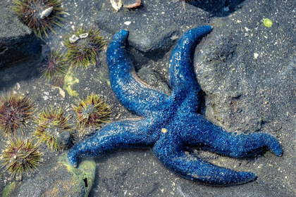 Picture of BLUE SEA STAR-TIDAL POOL-JUNEAU-ALASKA-USA