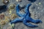 Picture of BLUE SEA STAR-TIDAL POOL-JUNEAU-ALASKA-USA