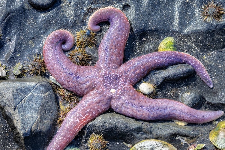 Picture of PURPLE STAR-STARFISH-TIDAL POOL-JUNEAU-ALASKA-USA