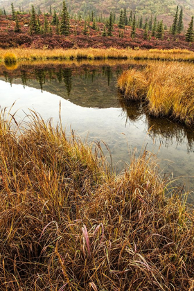 Picture of FALL FOLIAGE-ALASKA