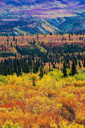 Picture of GLENN HIGHWAY-ALASKA-FOREST