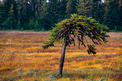 Picture of HOMER-ALASKA-MINIATURE-BLACK SPRUCE-AUTUMN COLORED FIELD