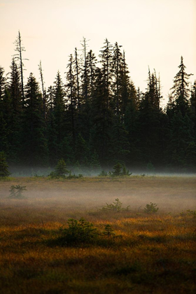 Picture of HOMER-ALASKA-MINIATURE-BLACK SPRUCE-AUTUMN COLORED FIELD