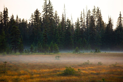 Picture of HOMER-ALASKA-MINIATURE-BLACK SPRUCE-AUTUMN COLORED FIELD