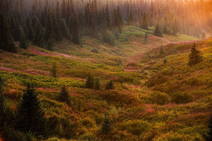 Picture of HOMER-ALASKA-AUTUMN-VALLEY-FIREWEED