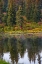 Picture of HOMER-ALASKA-AUTUMN-FIREWEED