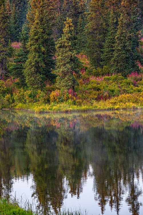 Picture of HOMER-ALASKA-AUTUMN-FIREWEED