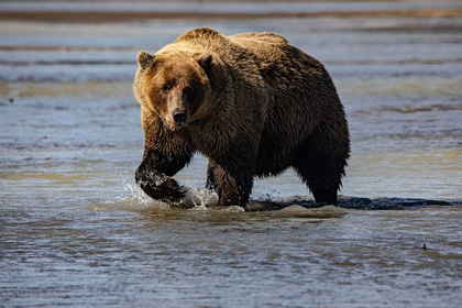 Picture of LAKE CLARK NATIONAL PARK AND PRESERVE-ALASKA-WILDERNESS-BEARS-LOW TIDE-SPLASHES-WATER-PAW