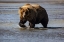 Picture of LAKE CLARK NATIONAL PARK AND PRESERVE-ALASKA-WILDERNESS-BEARS-LOW TIDE-SPLASHES-WATER-PAW