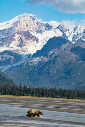 Picture of LAKE CLARK NATIONAL PARK AND PRESERVE-COOK INLET-KENAI PENINSULA-ALASKA-BROWN BEAR