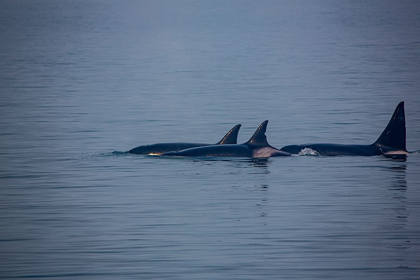 Picture of KENAI FJORDS-ALASKA-POD OF ORCA KILLER WHALES