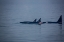 Picture of KENAI FJORDS-ALASKA-POD OF ORCA KILLER WHALES