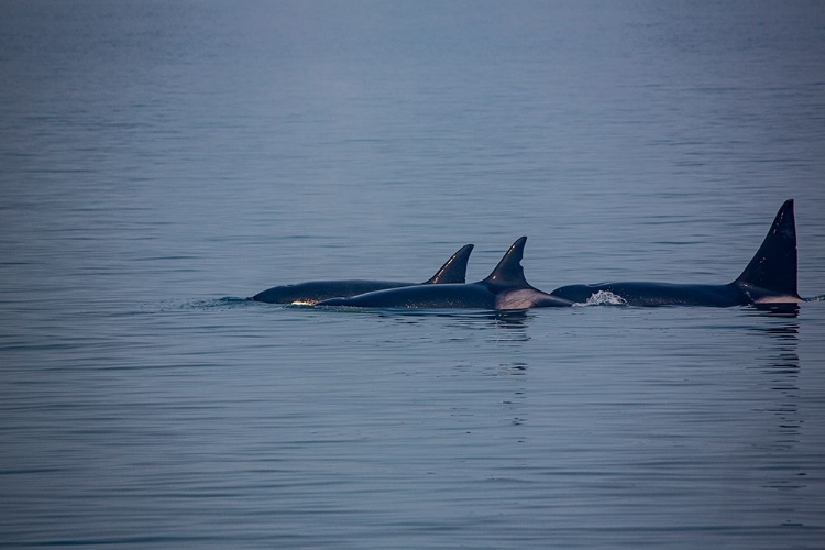 Picture of KENAI FJORDS-ALASKA-POD OF ORCA KILLER WHALES