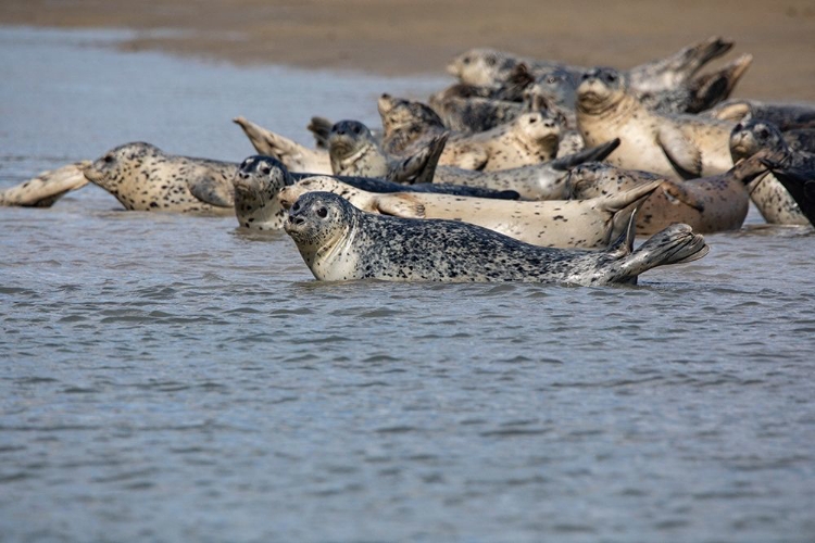 Picture of LAKE CLARK NATIONAL PARK AND PRESERVE-COOK INLET-KENAI PENINSULA-ALASKA-POD OF SEALS ON THE MUDFLAT