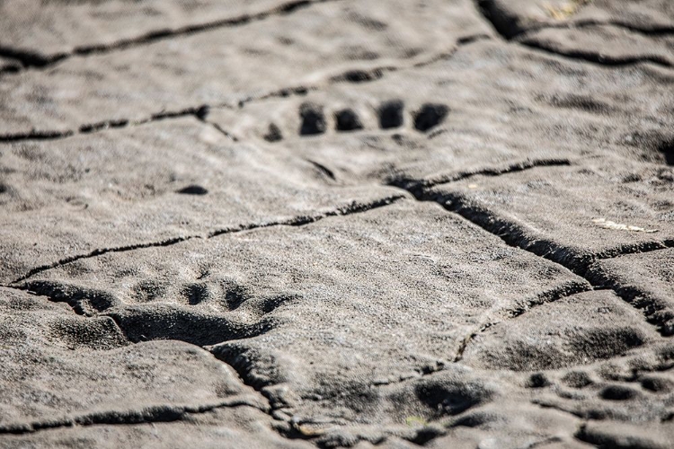 Picture of LAKE CLARK NATIONAL PARK AND PRESERVE-COOK INLET-KENAI PENINSULA-ALASKA-ANIMAL-FOOTPRINTS-MUDFLAT