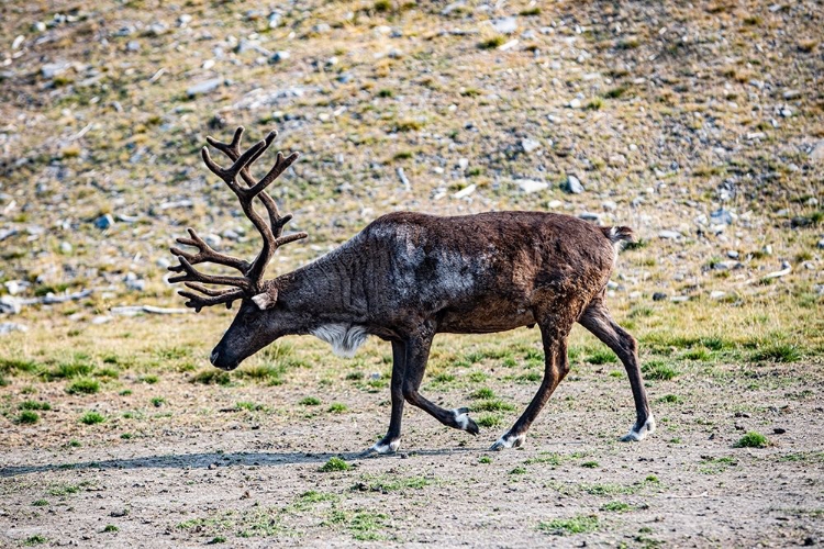 Picture of DENALI-ALASKA-REINDEER-LARGE ANTLERS-CARIBOU