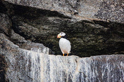 Picture of SEWARD-ALASKA-KENAI PENINSULA-PUFFIN-SEABIRD