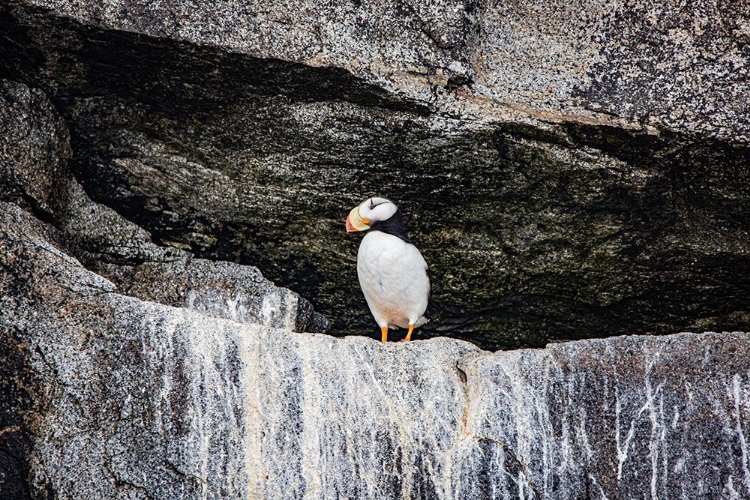 Picture of SEWARD-ALASKA-KENAI PENINSULA-PUFFIN-SEABIRD