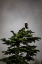 Picture of PRINCE WILLIAM SOUND-ALASKA-VALDEZ-BALD EAGLE PERCHED ON EVERGREEN TREE