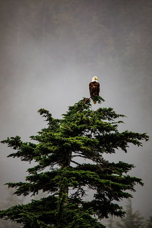 Picture of PRINCE WILLIAM SOUND-ALASKA-VALDEZ-BALD EAGLE PERCHED ON EVERGREEN TREE