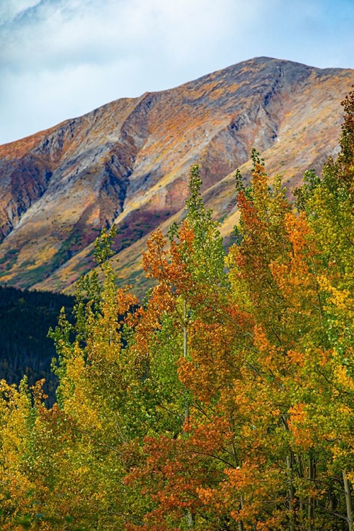 Picture of RICHARDSON HIGHWAY-ALASKA-AUTUMN COLOR-BIRCH-ASPENS-MOUNTAINS-PERMAFROST