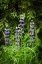 Picture of NEAR HOMER-ALASKA-MEADOWS OF LUPINE