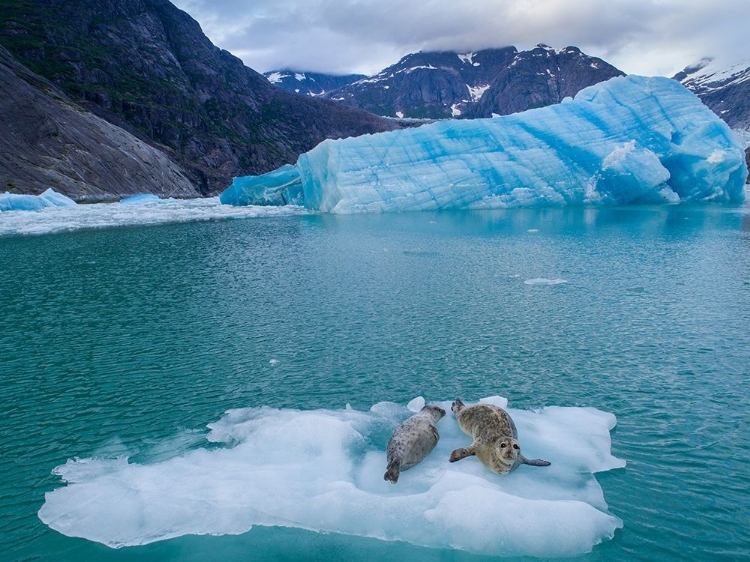 Picture of ALASKA-LECONTE BAY-AERIAL VIEW OF HARBOR SEAL AND PUP RESTING ON ICEBERG CALVED FROM LECONTE GLACIER