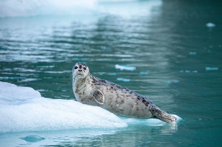 Picture of ALASKA-LECONTE BAY-HARBOR SEAL PUP RESTING ON ICEBERG CALVED FROM LECONTE GLACIER EAST OF PETERSBURG