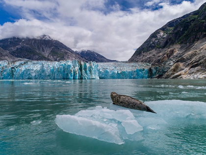 Picture of ALASKA-SOUTH SAWYER VIEW OF HARBOR SEAL RESTING ON ICEBERG CALVED FROM DAWES GLACIER IN ENDICOTT ARM