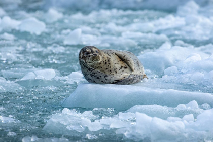 Picture of ALASKA-SOUTH SAWYER HARBOR SEAL RESTING ON ICEBERGS CALVED FROM SOUTH SAWYER GLACIER IN TRACY ARM