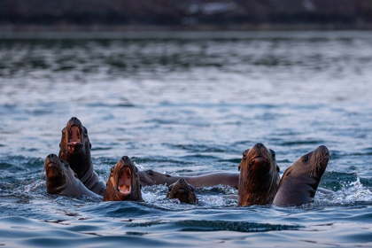 Picture of ALASKA-STELLER SEA LIONS GATHER AT EDGE OF HAUL OUT ALONG FREDERICK SOUND ON SUMMER EVENING