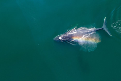 Picture of ALASKA-AERIAL VIEW OF RAINBOW-COLORED MIST HANGING ABOVE HUMPBACK WHALE BREATHING