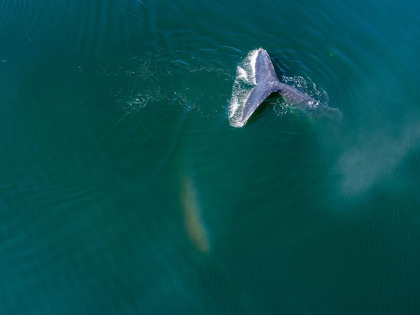 Picture of ALASKA-AERIAL VIEW HUMPBACK WHALE DIVING AT SURFACE OF FREDERICK SOUND 