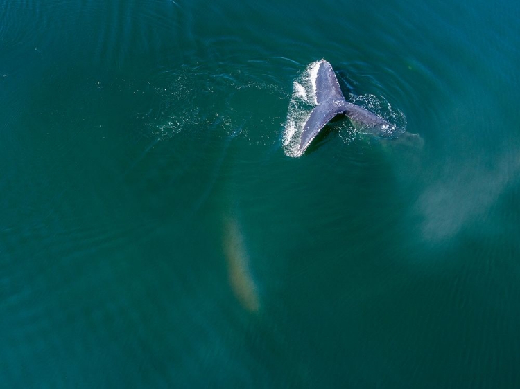 Picture of ALASKA-AERIAL VIEW HUMPBACK WHALE DIVING AT SURFACE OF FREDERICK SOUND 