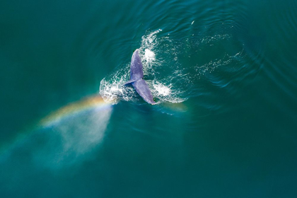 Picture of ALASKA-AERIAL VIEW RAINBOW AND MIST ABOVE DIVING HUMPBACK WHALE ON FREDERICK SOUND 