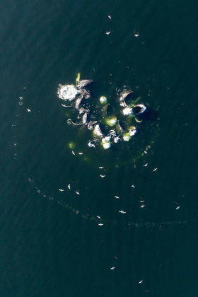 Picture of ALASKA-AERIAL VIEW OF HUMPBACK WHALES BUBBLE NET FEEDING ON SCHOOL OF HERRING FISH