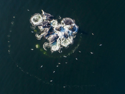 Picture of ALASKA-AERIAL VIEW OF HUMPBACK WHALES BUBBLE NET FEEDING ON SCHOOL OF HERRING FISH