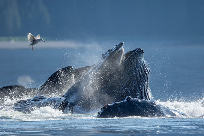 Picture of ALASKA-SEAGULL HOVERS ABOVE HUMPBACK WHALES SURFACING AS THEY BUBBLE NET FEED ON HERRING