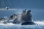 Picture of ALASKA-SEAGULL HOVERS ABOVE HUMPBACK WHALES SURFACING AS THEY BUBBLE NET FEED ON HERRING