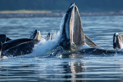 Picture of ALASKA-HERRING FISH LEAP TRYING TO FLEE FROM HUMPBACK WHALES SURFACE AS THEY BUBBLE NET FEEDING