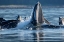 Picture of ALASKA-HERRING FISH LEAP TRYING TO FLEE FROM HUMPBACK WHALES SURFACE AS THEY BUBBLE NET FEEDING