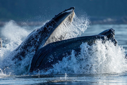 Picture of ALASKA-HUMPBACK WHALE SURFACES WHILE BUBBLE NET FEEDING IN FREDERICK SOUND 